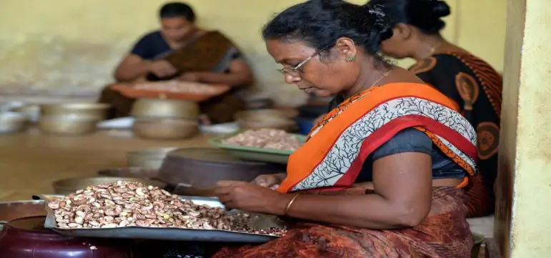 Cashew-nut peeling processing exposure visit