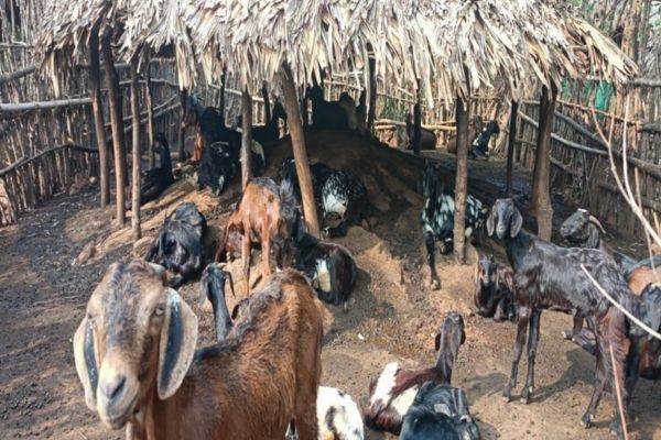 Goat rearing livelihood programme for tribal women